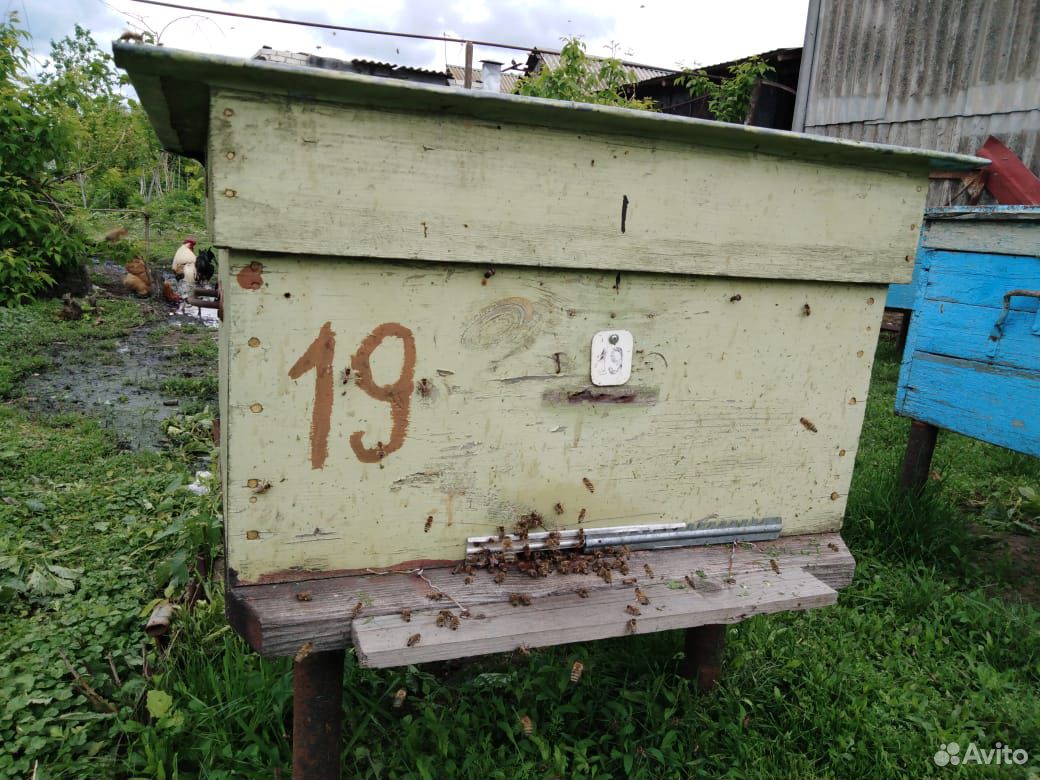 Продам пчел купить на Зозу.ру - фотография № 9
