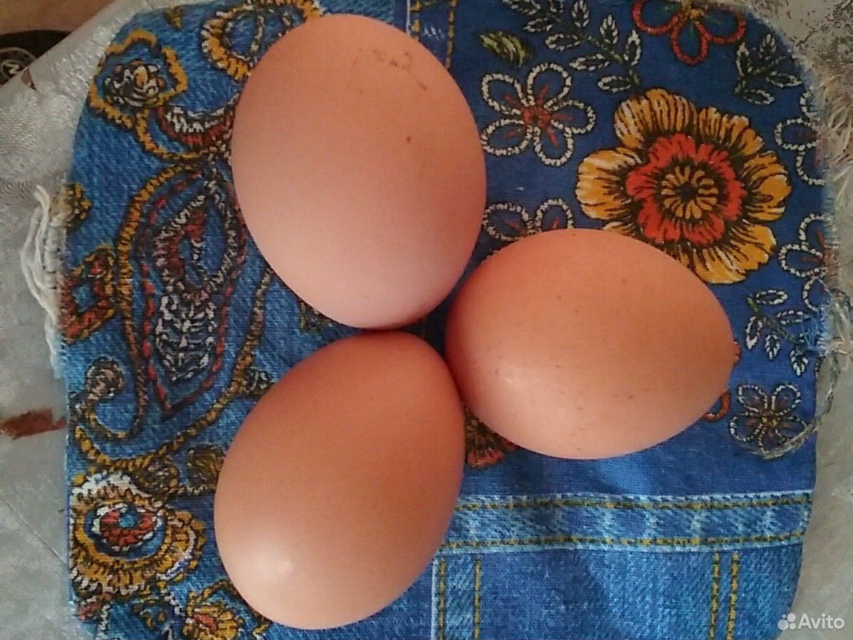Яйцо инкубацыонное Джерсийский гигант купить на Зозу.ру - фотография № 1