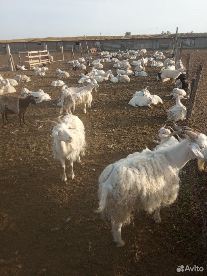 Козы с козлятами купить на Зозу.ру - фотография № 9