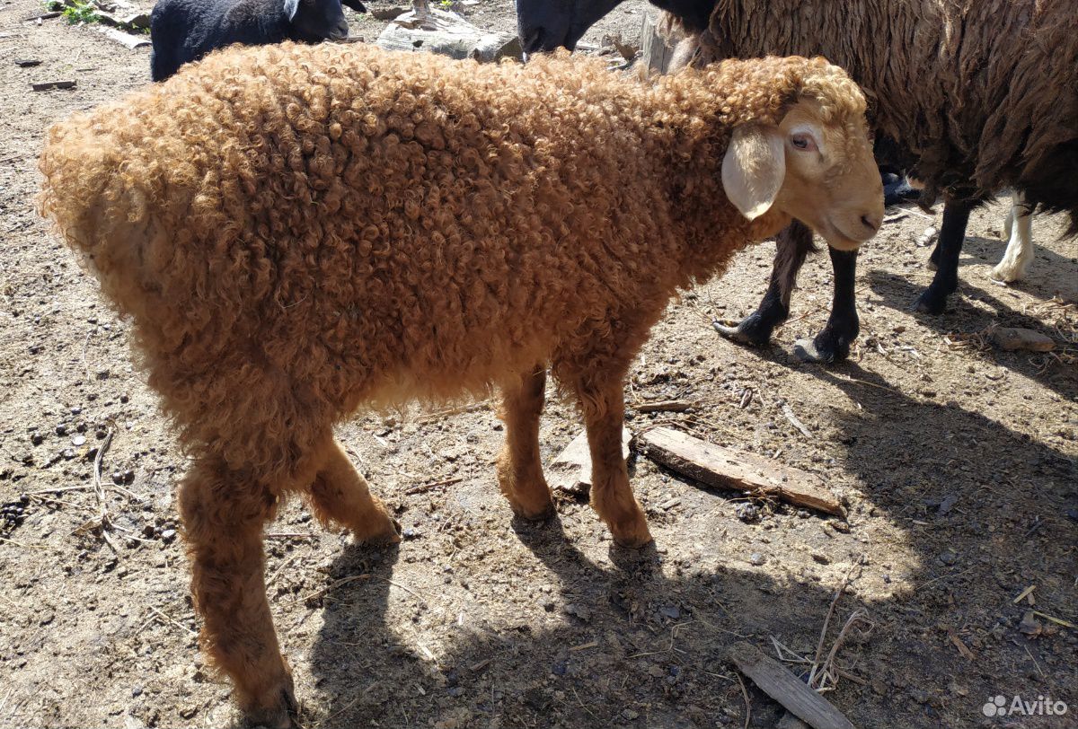 Курдючные баран и овца, эдильбаи купить на Зозу.ру - фотография № 2