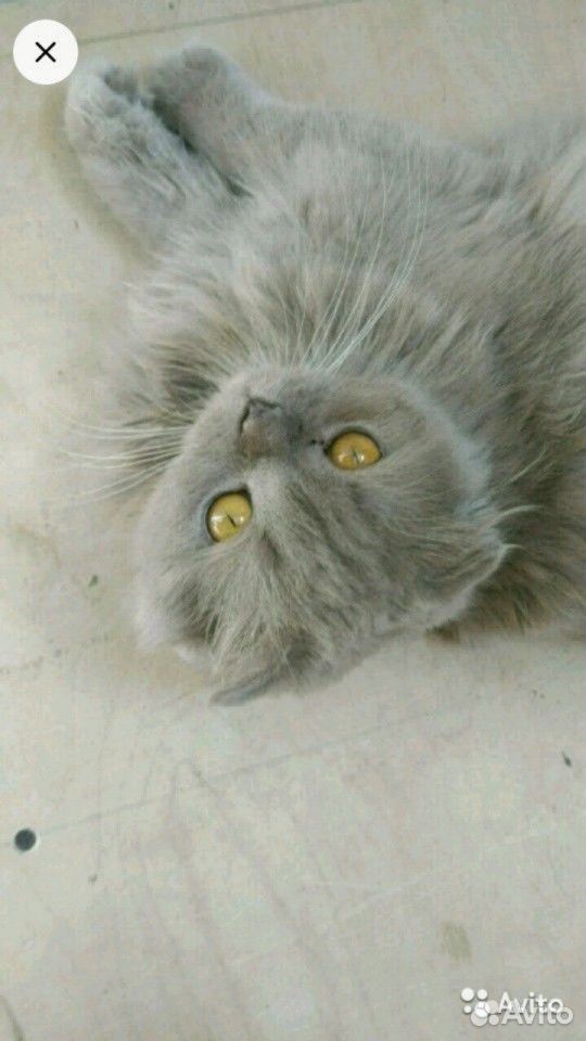 Красивые котята хайленд фолд купить на Зозу.ру - фотография № 3