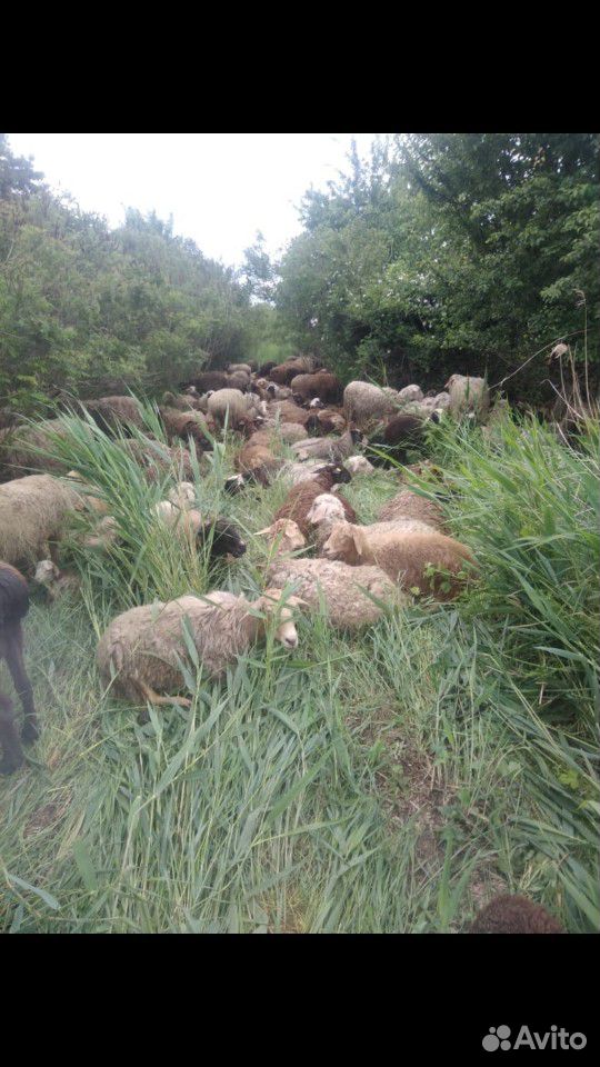 Овцы курдючные 350 голов купить на Зозу.ру - фотография № 2