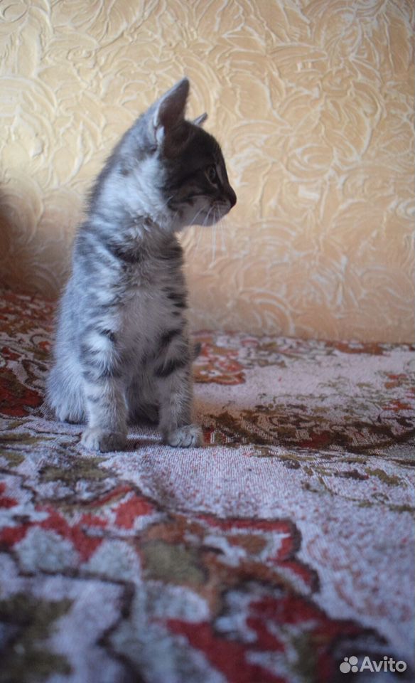 Котёнок ищет дом купить на Зозу.ру - фотография № 3