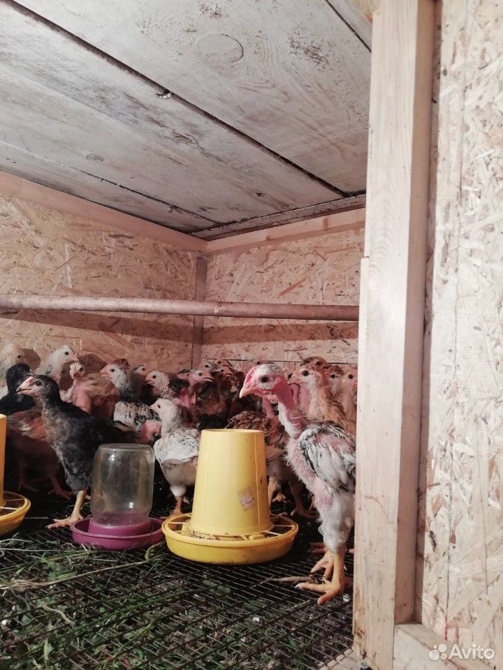 Цыплята домашние купить на Зозу.ру - фотография № 6