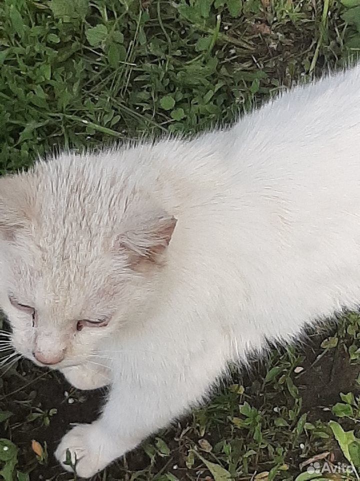 Кошка белая купить на Зозу.ру - фотография № 2