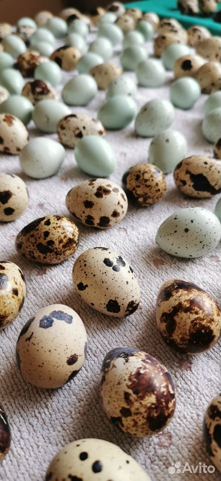 Инкубационное яйцо перепелов купить на Зозу.ру - фотография № 1