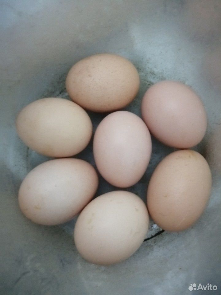 Яйца индоуток чёрных, белых, коричневых и мраморны купить на Зозу.ру - фотография № 3