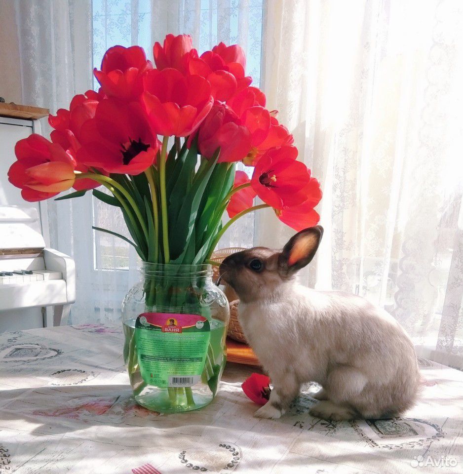 Декоративный кролик. Вязка купить на Зозу.ру - фотография № 2