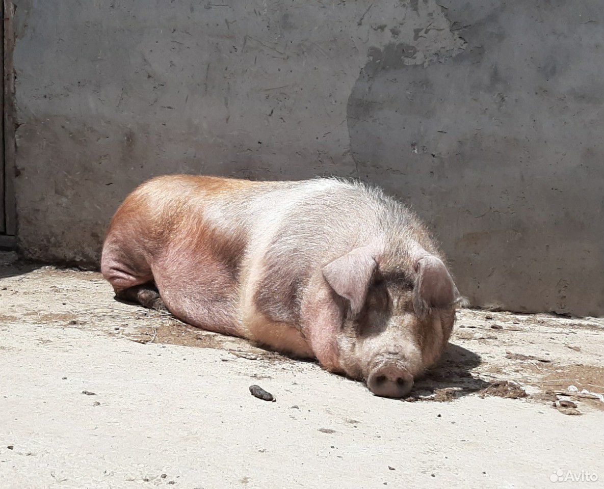 Свинки 4 и 6 мес купить на Зозу.ру - фотография № 9