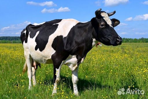 Дойная корова купить на Зозу.ру - фотография № 1