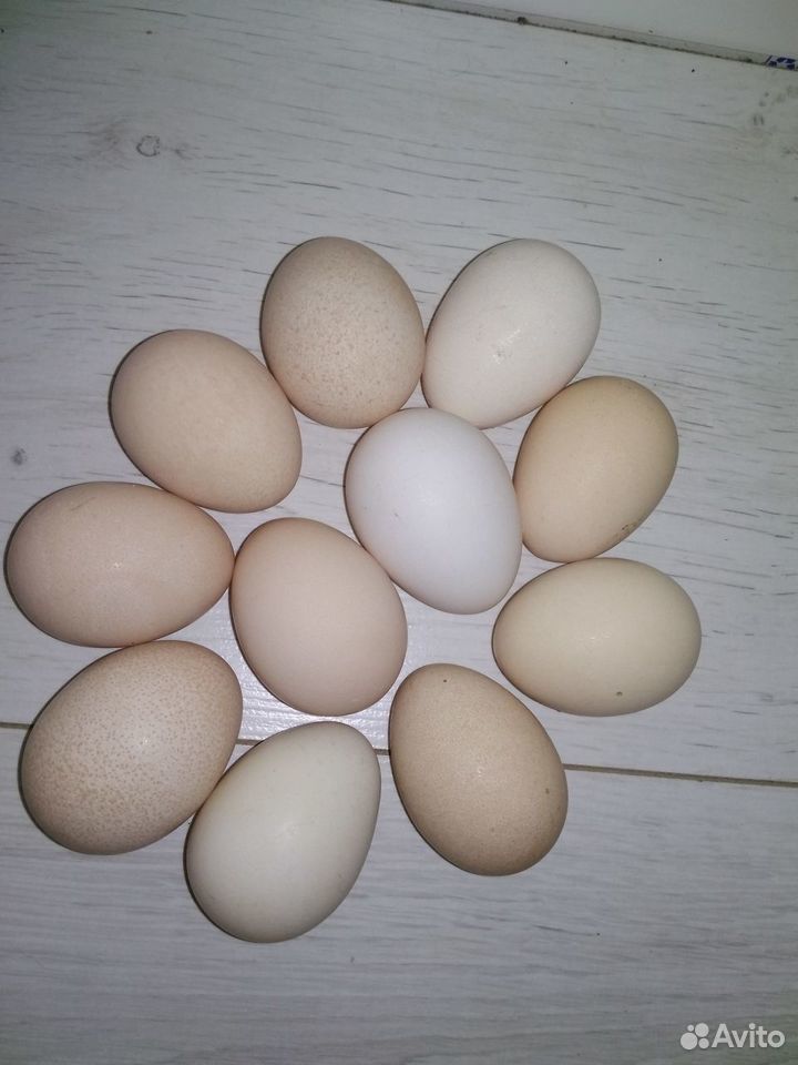 Яйцо цесарки на инкубацию купить на Зозу.ру - фотография № 3