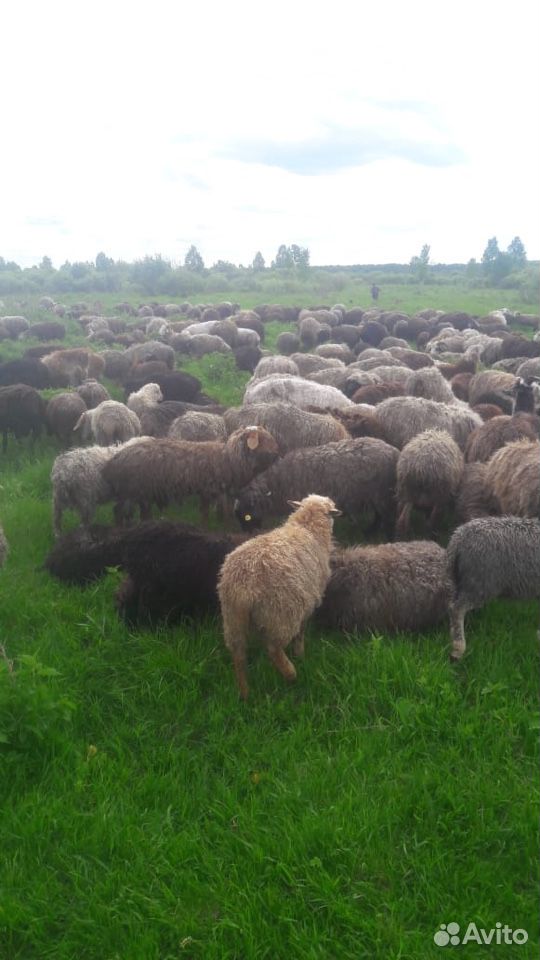 Овцы Бараны купить на Зозу.ру - фотография № 2
