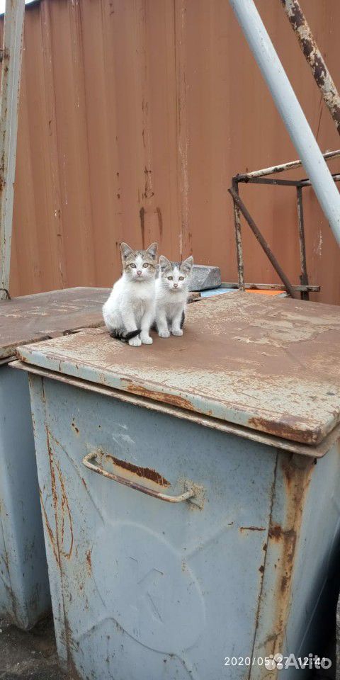 Котята ищут родной дом купить на Зозу.ру - фотография № 1