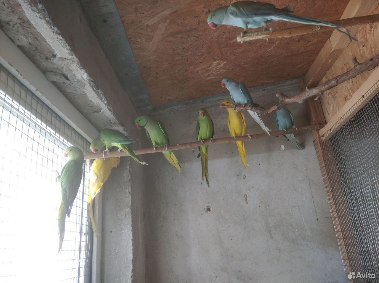 Ожереловый попугаи купить на Зозу.ру - фотография № 1