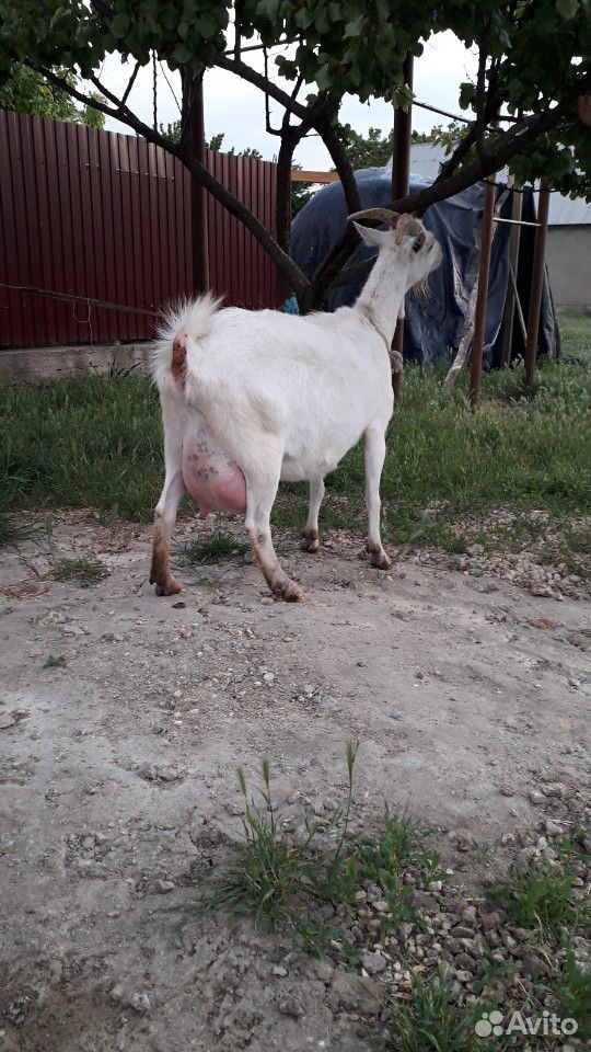 Продаю высокоудойную козу купить на Зозу.ру - фотография № 9