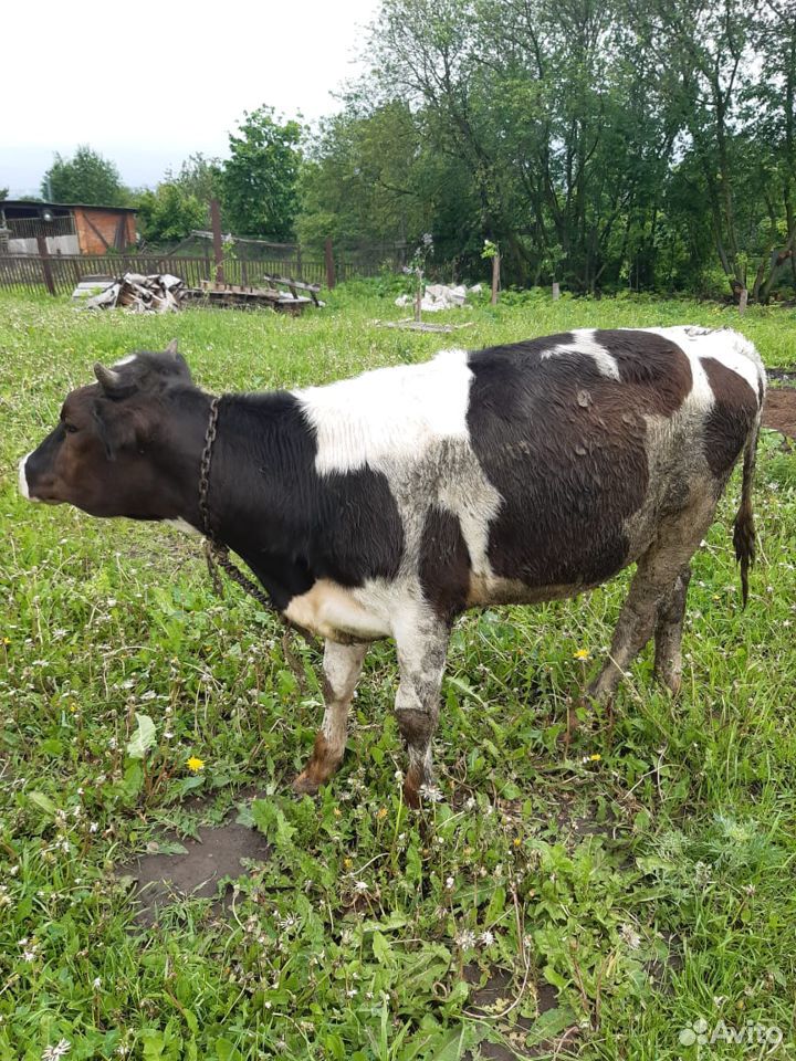 Продаётся корова и телки купить на Зозу.ру - фотография № 3