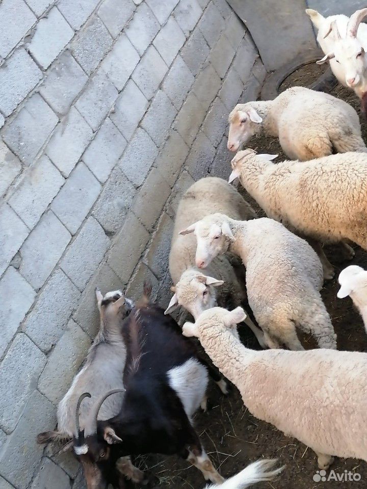 Овцы и козы купить на Зозу.ру - фотография № 7