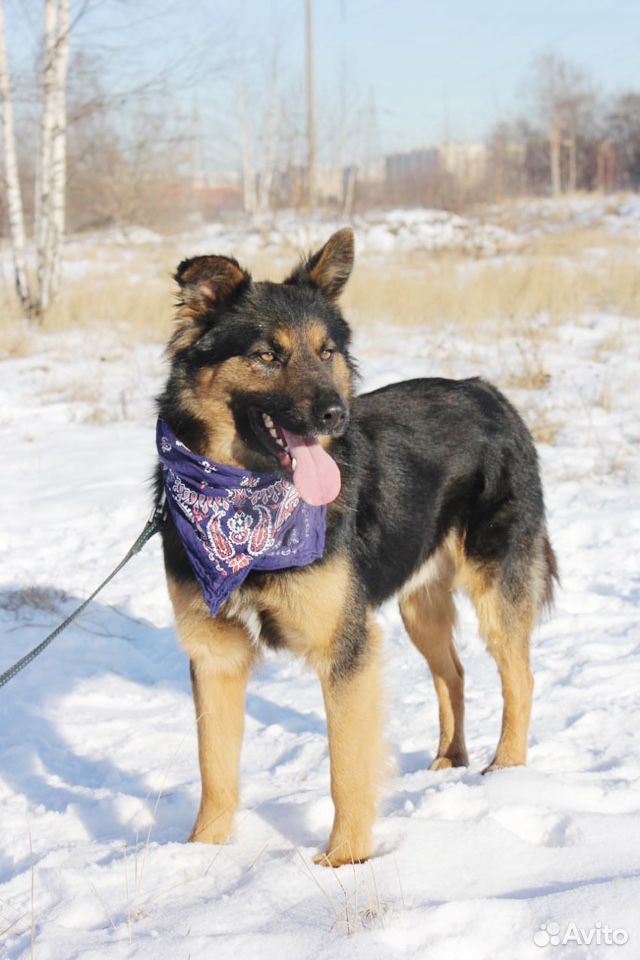 Собака для вольера, активный молодой кобель купить на Зозу.ру - фотография № 3