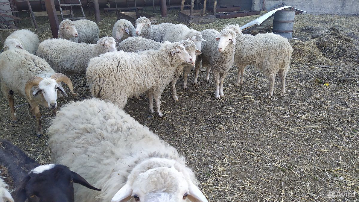 Овцы баранчики купить на Зозу.ру - фотография № 3