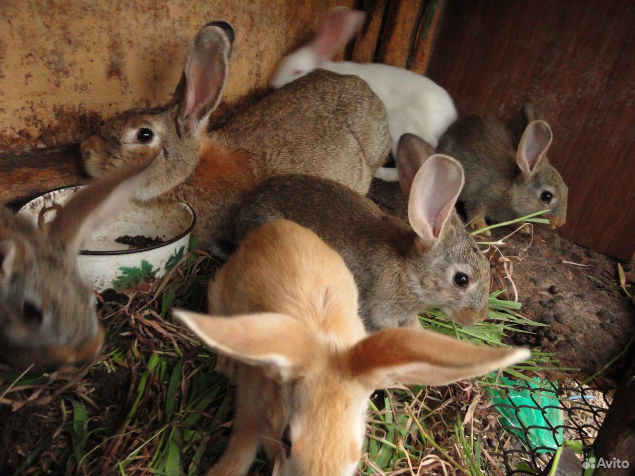 Декоративные кролики. Кролики фландр купить на Зозу.ру - фотография № 7