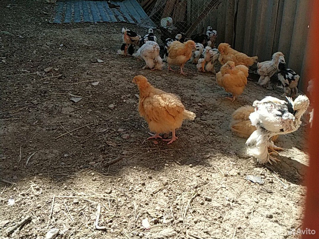 Породистые цыплята купить на Зозу.ру - фотография № 7