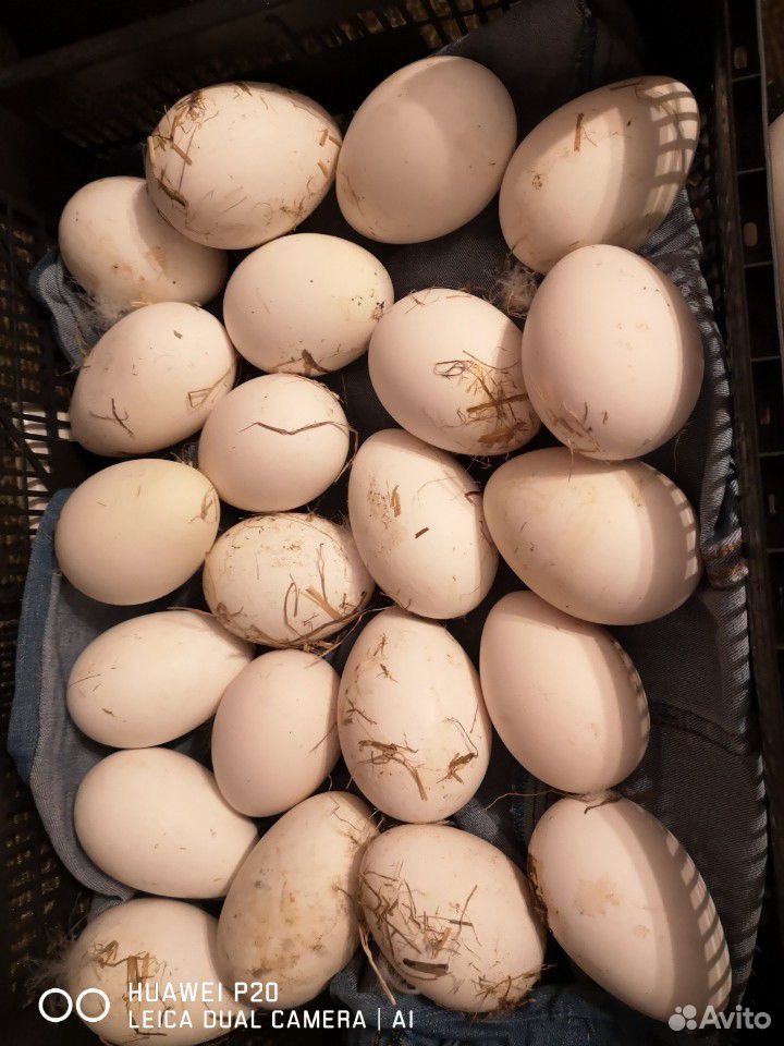 Яйцо гусинное, порода Линда купить на Зозу.ру - фотография № 1