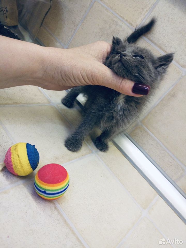 Котёнок в добрые ручки купить на Зозу.ру - фотография № 1