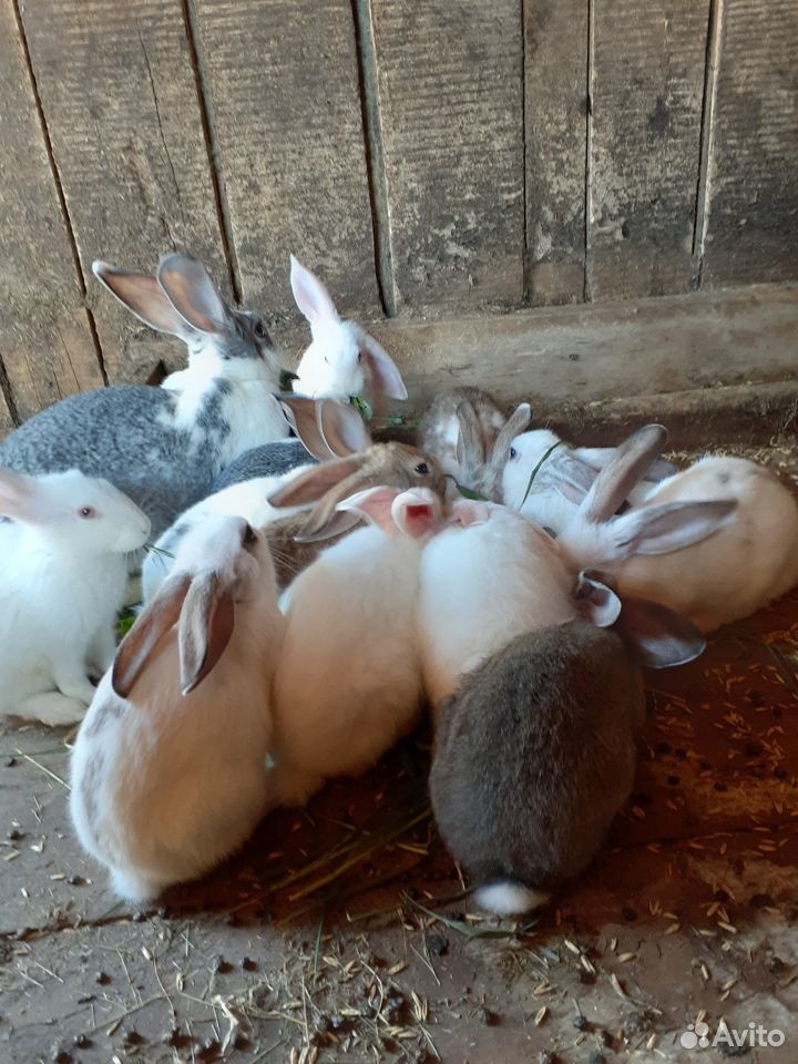 Крольчиха и 13 крольчат купить на Зозу.ру - фотография № 1