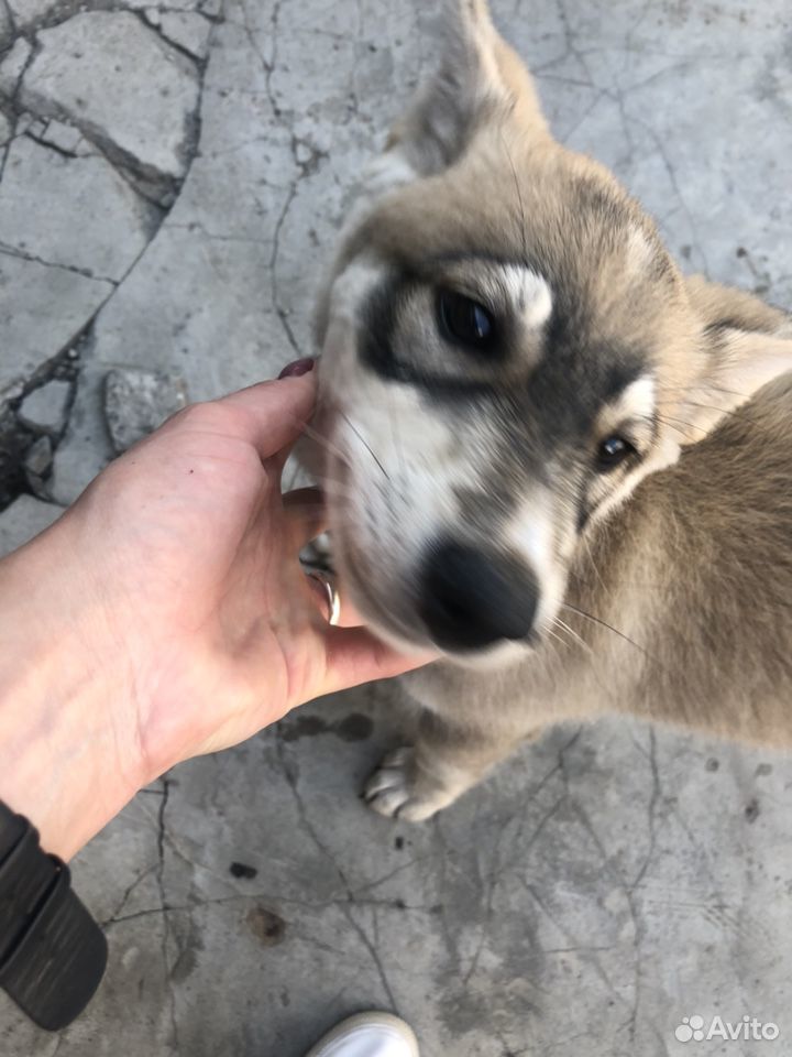 Собака ищет хозяина купить на Зозу.ру - фотография № 4