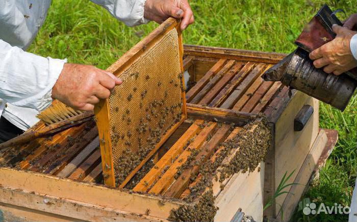 Продаются пчелиные рамки купить на Зозу.ру - фотография № 1