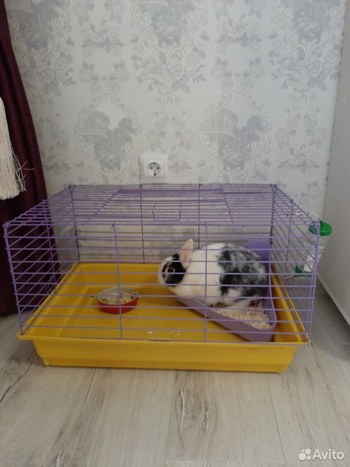 Декоративный кролик с клеткой купить на Зозу.ру - фотография № 4