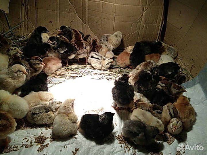 Цыплята, яйцо, яйцо инкубационное- от домашних кур купить на Зозу.ру - фотография № 5
