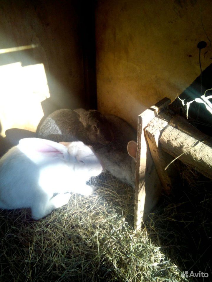 Зайцы и кролики купить на Зозу.ру - фотография № 1