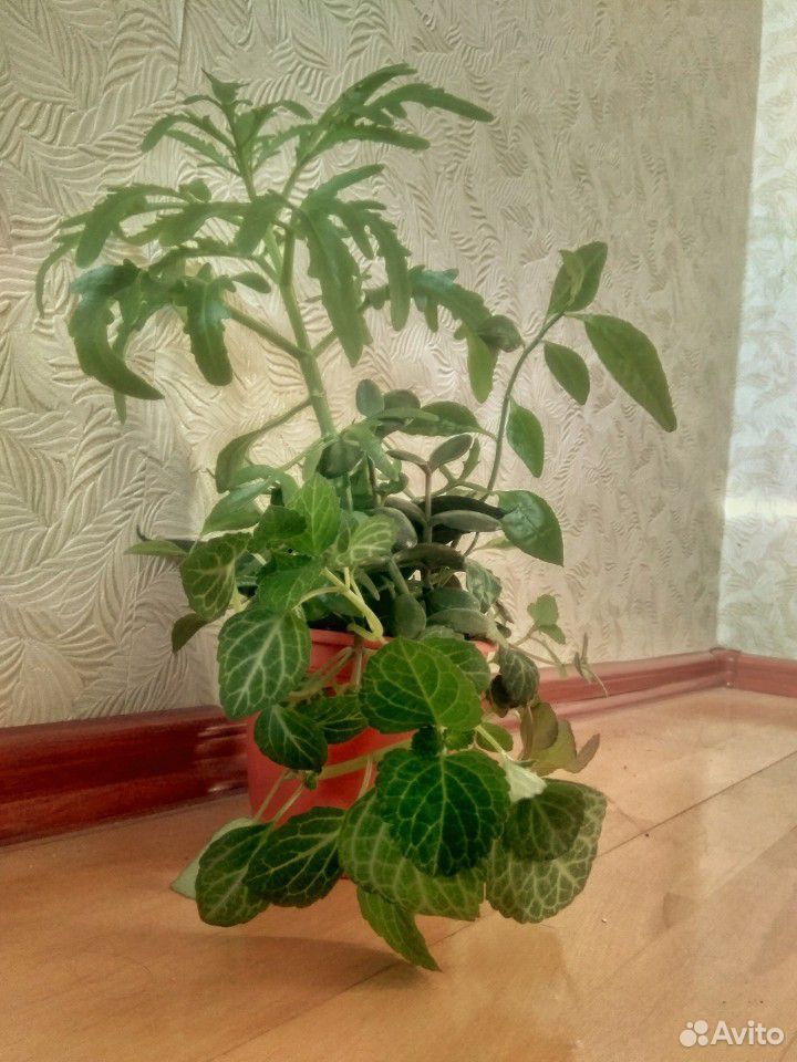 Комнатные растения, цветочный садик купить на Зозу.ру - фотография № 10