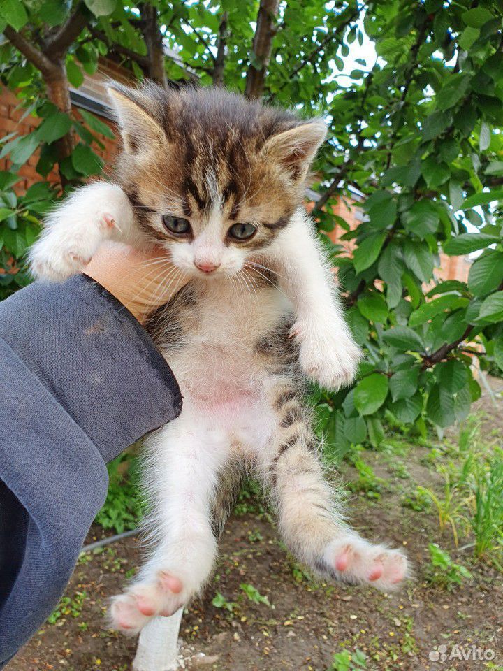 Отдать котенка в добрые руки купить на Зозу.ру - фотография № 1