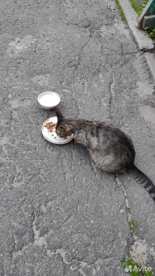 Беременная кошка ищет дом/помощь купить на Зозу.ру - фотография № 2