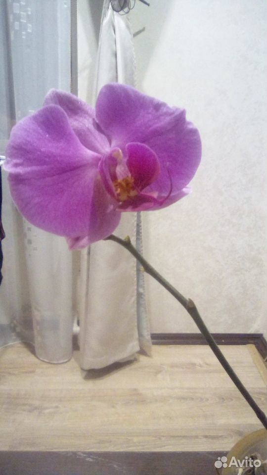 Продам орхидеи купить на Зозу.ру - фотография № 2