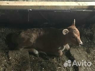 Продам коров с телятами купить на Зозу.ру - фотография № 4