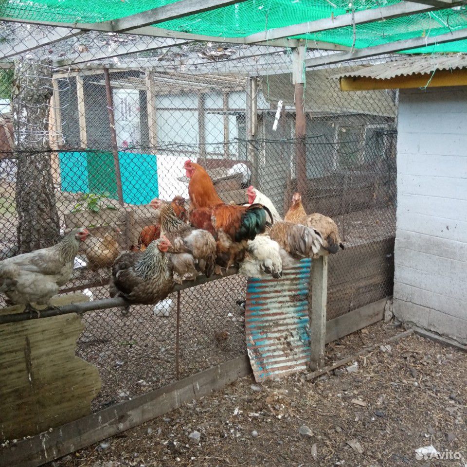 Куры, петухи, цыплята, птица, сад, Кременкуль купить на Зозу.ру - фотография № 3