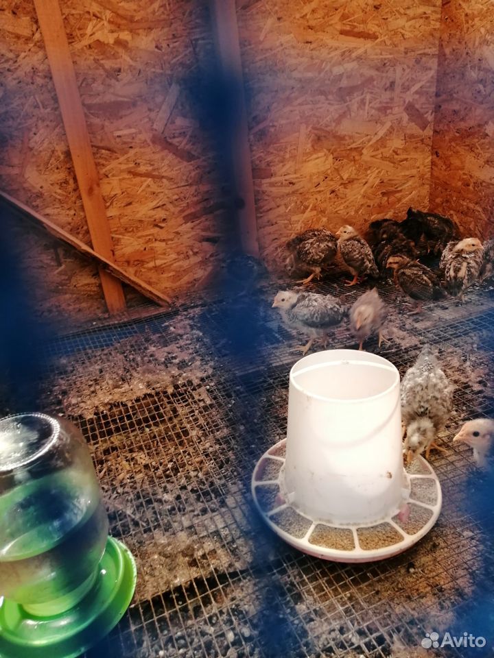 Яйцо инкубационное и цыплята Легбар купить на Зозу.ру - фотография № 4