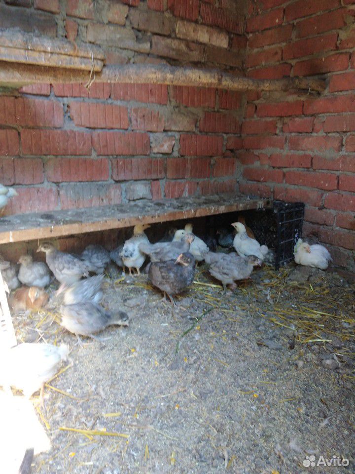 Цыплята подрощенные 3-3.5 мес купить на Зозу.ру - фотография № 3
