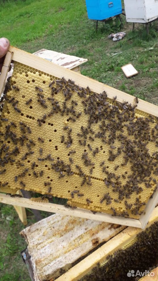 Продам отводки пчёл купить на Зозу.ру - фотография № 1