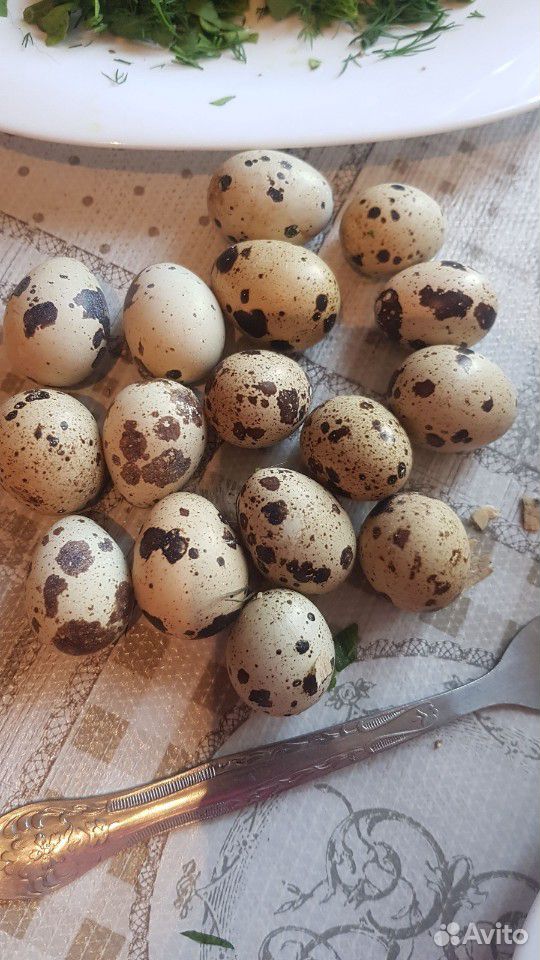 Техасский перепел и инкубационное яйцо купить на Зозу.ру - фотография № 3
