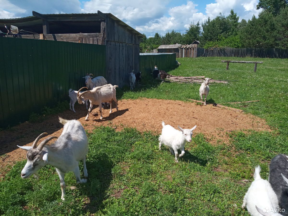 Продам стадо коз купить на Зозу.ру - фотография № 7