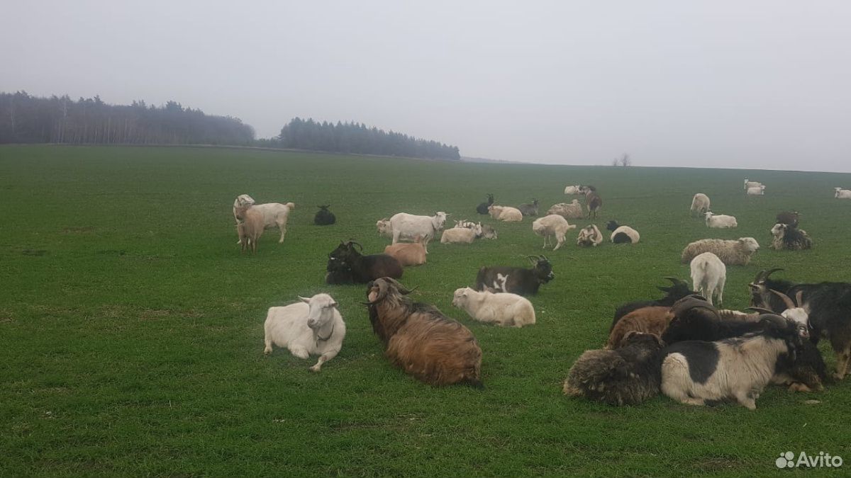 Овцы,бараны,ягнята купить на Зозу.ру - фотография № 1
