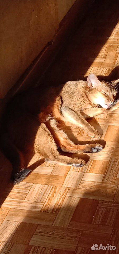 Взрослая Абиссинская кошка, 1г8м купить на Зозу.ру - фотография № 2