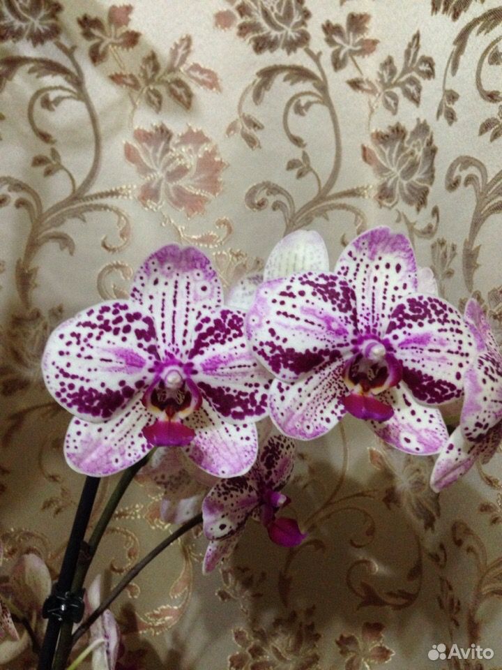 Орхидеи купить на Зозу.ру - фотография № 9