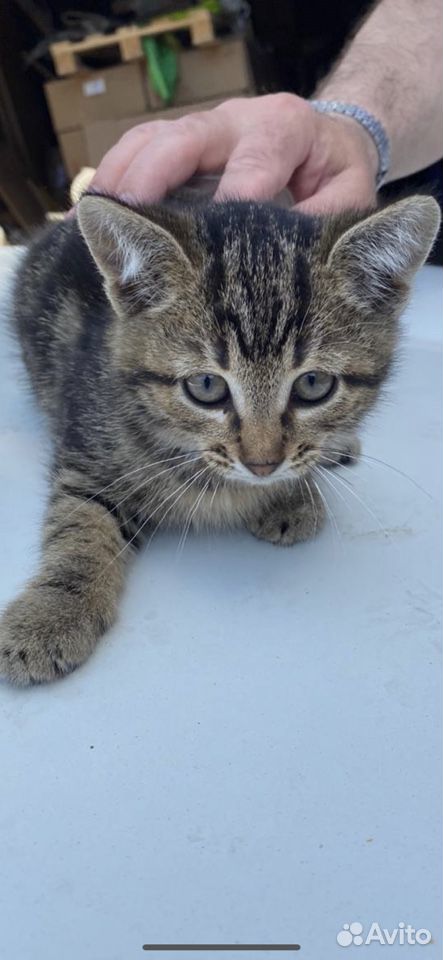 Котёнок -девочка,родилась 4 апреля купить на Зозу.ру - фотография № 5