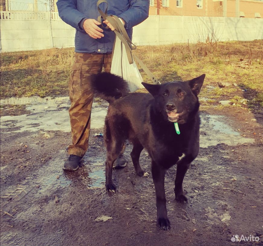 Чёрная собака Ночка в очень добрые руки купить на Зозу.ру - фотография № 1