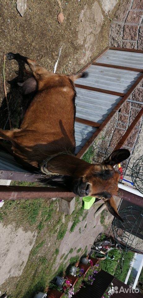 Чешская коза и альпийский козлы купить на Зозу.ру - фотография № 4